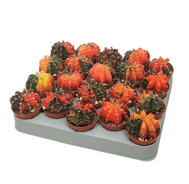 Gymnocalycium mihanovichii 5.5cm 'Koi' - Cacti The Horti House