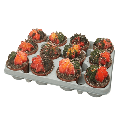 Gymnocalycium mihanovichii 8.5cm 'Koi' - Cacti The Horti House