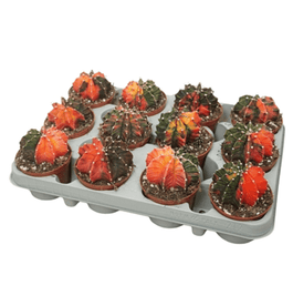 Gymnocalycium mihanovichii 8.5cm 'Koi' - Cacti The Horti House