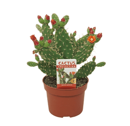Opuntia 12cm quitensis - Cacti The Horti House