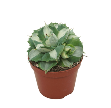 Agave potatorum 8.5cm Ouhi - Raijin Variegated - Succulent The Horti House