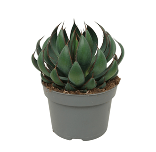 Mangave 13cm Praying Hands - Succulent The Horti House