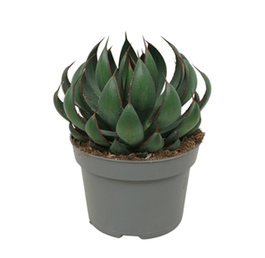 Mangave 13cm Praying Hands - Succulent The Horti House