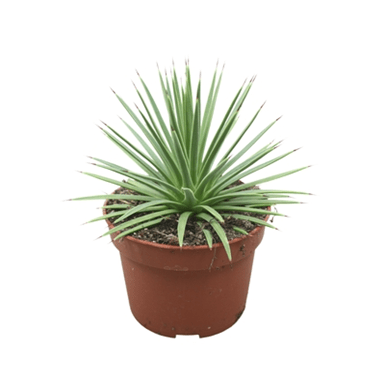 Agave 10.5 cm Nana - Succulent The Horti House