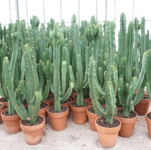 Euphorbia Ingens 40cm in Terracotta - Cacti The Horti House