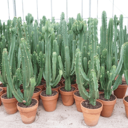 Euphorbia Ingens 40cm in Terracotta - Cacti The Horti House