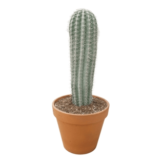 Pachycereus Pringlei 40cm in Terracotta - Cacti The Horti House