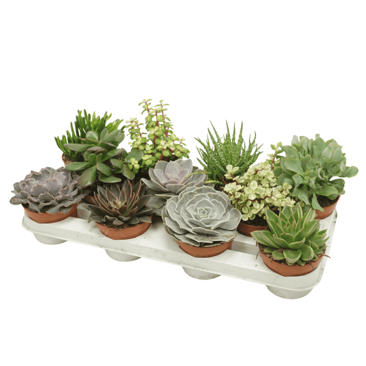Succulents 10.5cm Mix - Succulent The Horti House