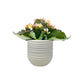 Kalanchoe 9cm Disco Dip in Hampshire Ceramic - Flowering The Horti House