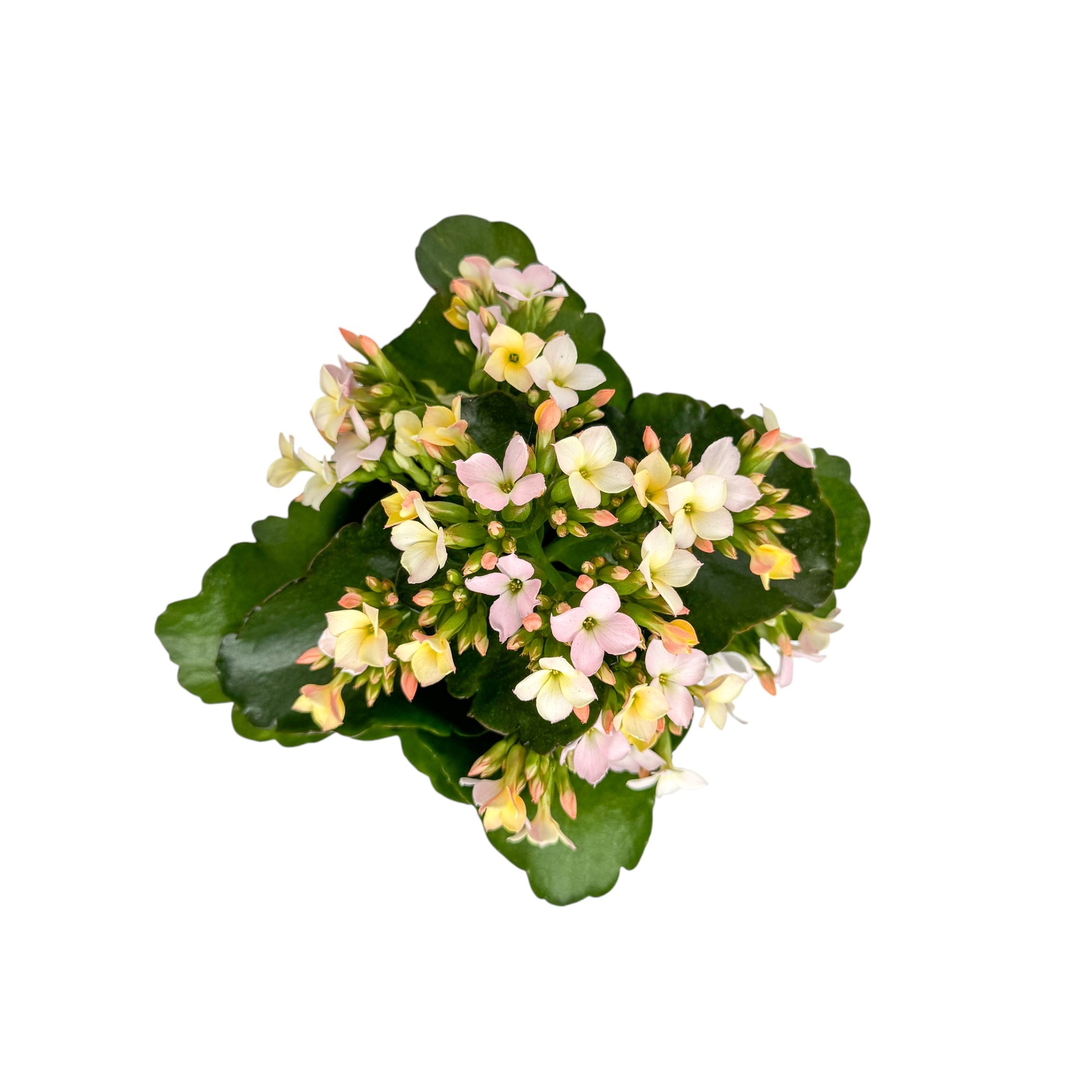 Kalanchoe 9cm Disco Dip in Hampshire Ceramic - Flowering The Horti House
