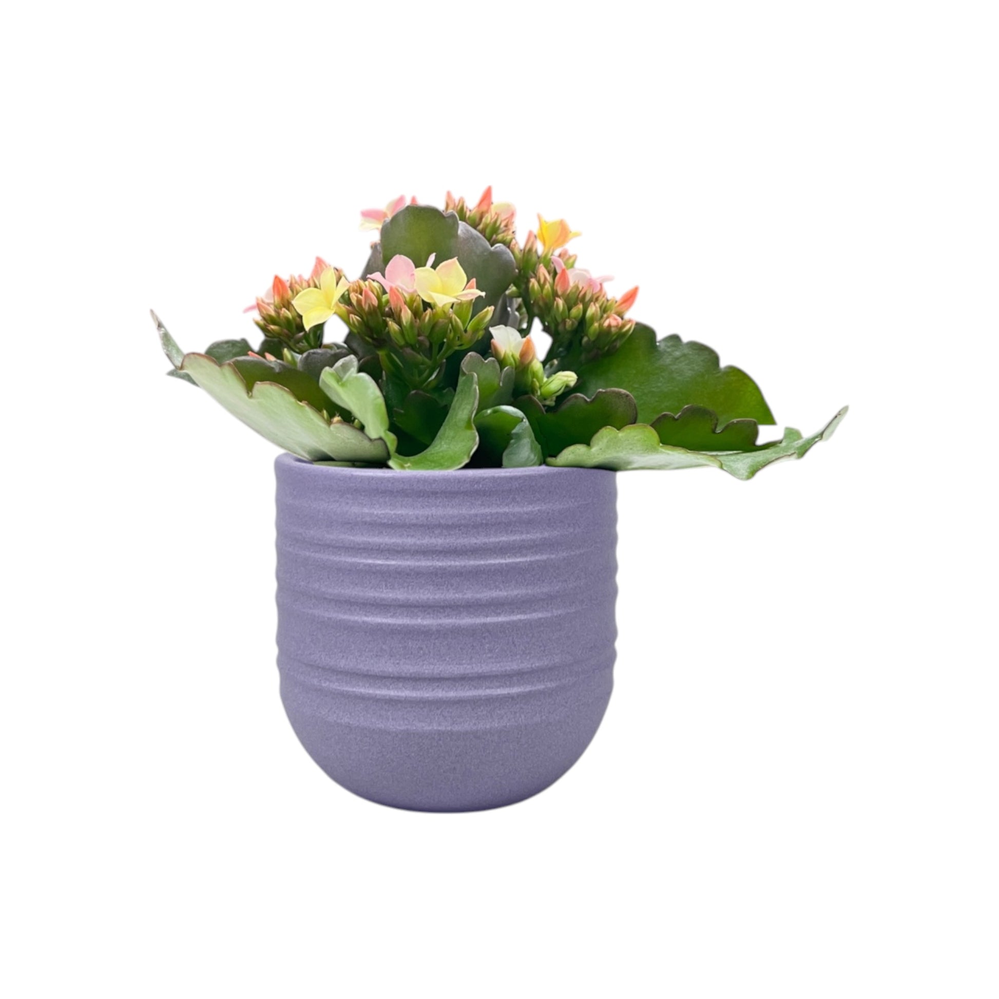Kalanchoe 9cm Disco Dip in Hampshire Ceramic - Flowering The Horti House
