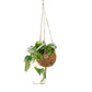 Kokodama 12cm Scindapsus