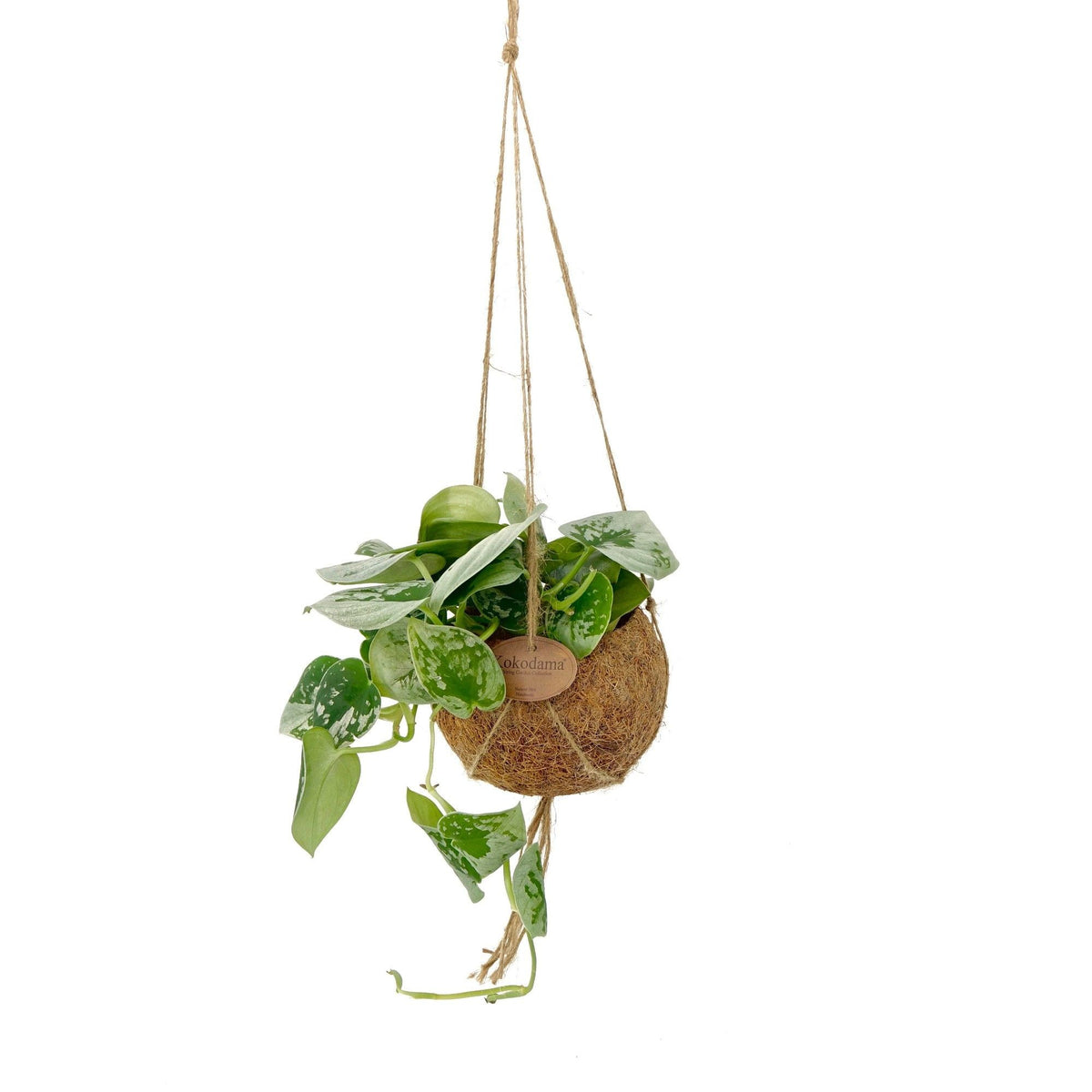 Kokodama 12cm Scindapsus