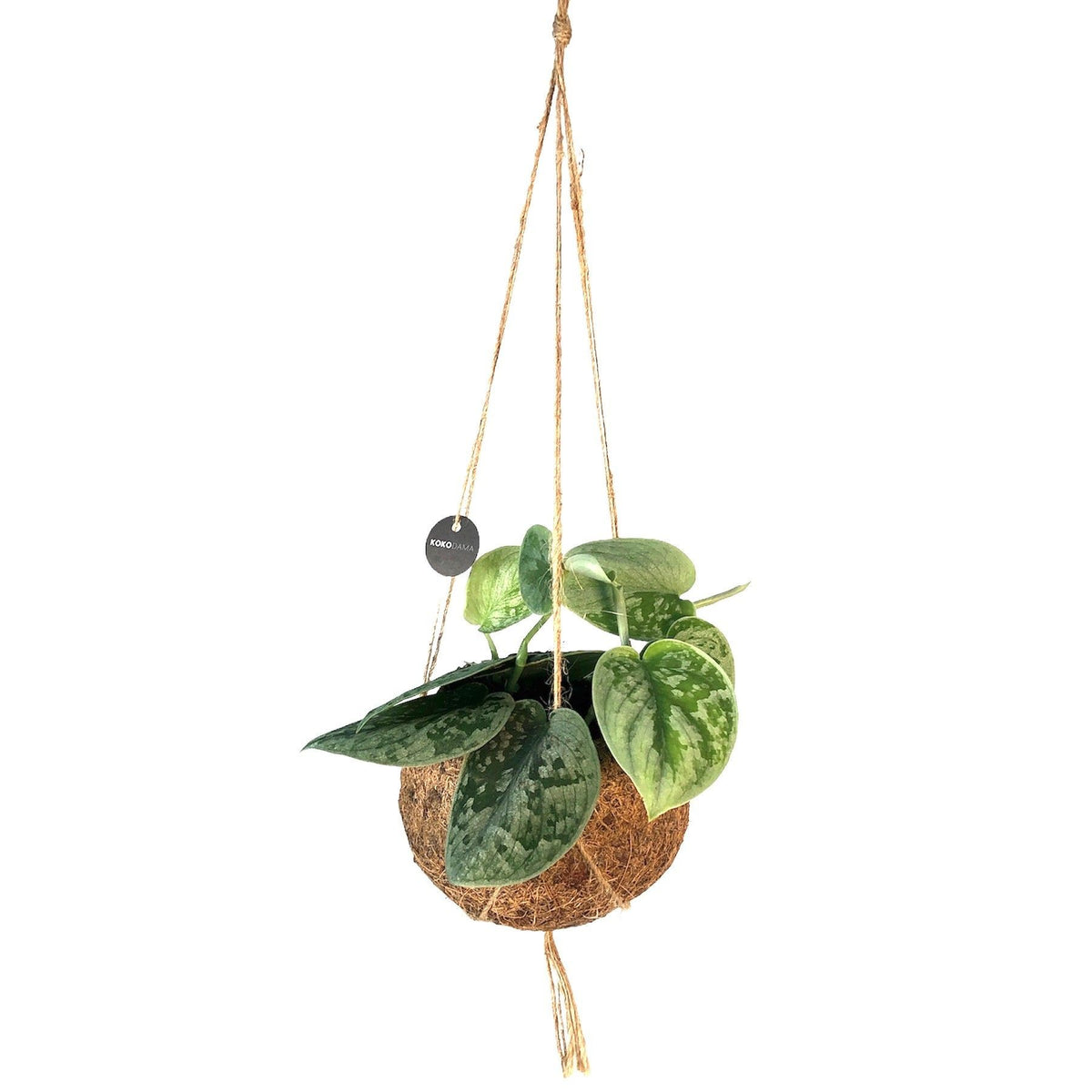 Kokodama 12cm Scindapsus
