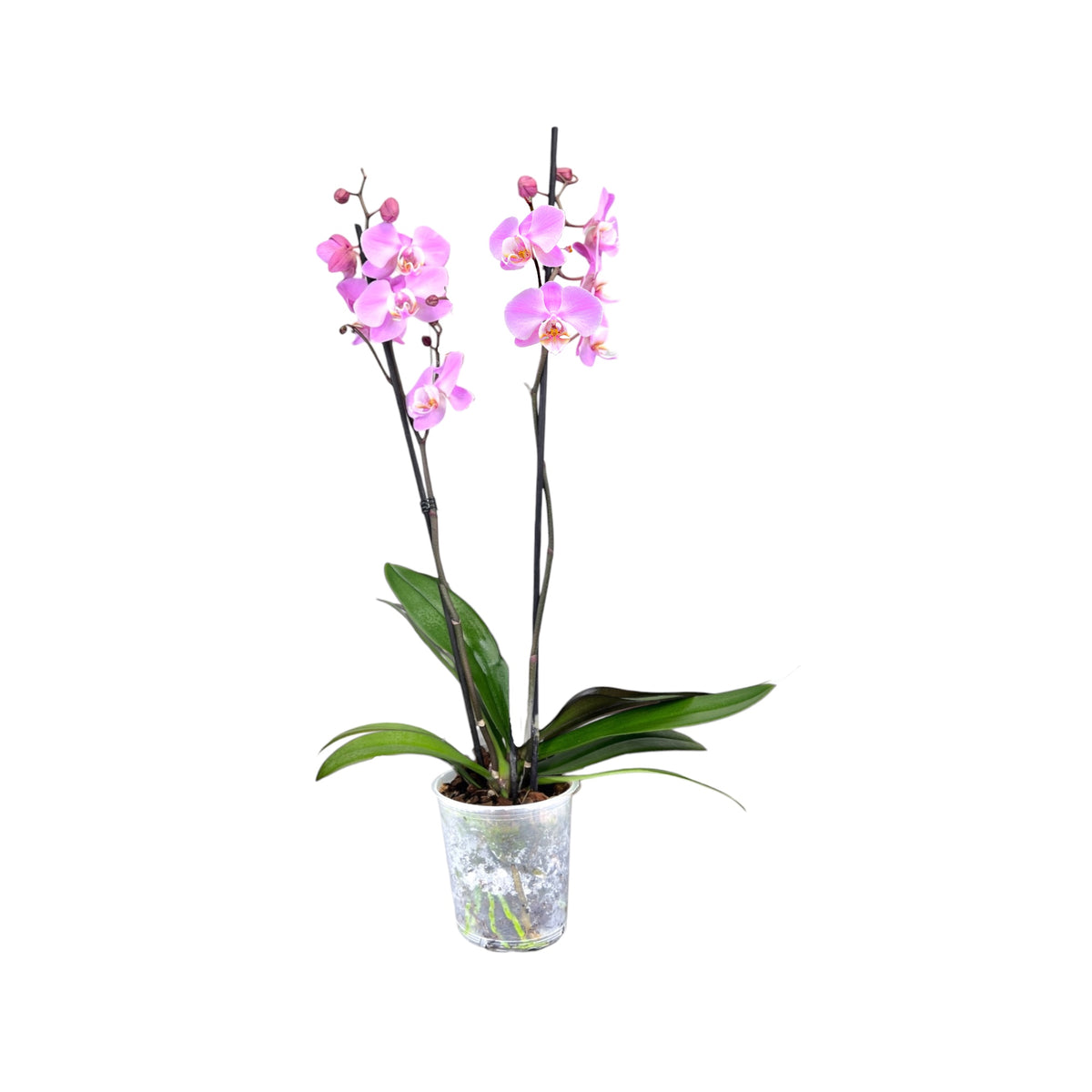 Phalaenopsis 12cm Twin Stem Pink