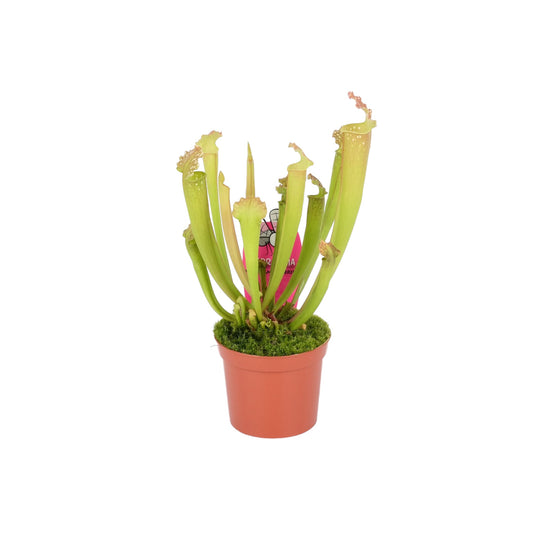 Carnivorous 8.5cm Sarracenia Mix