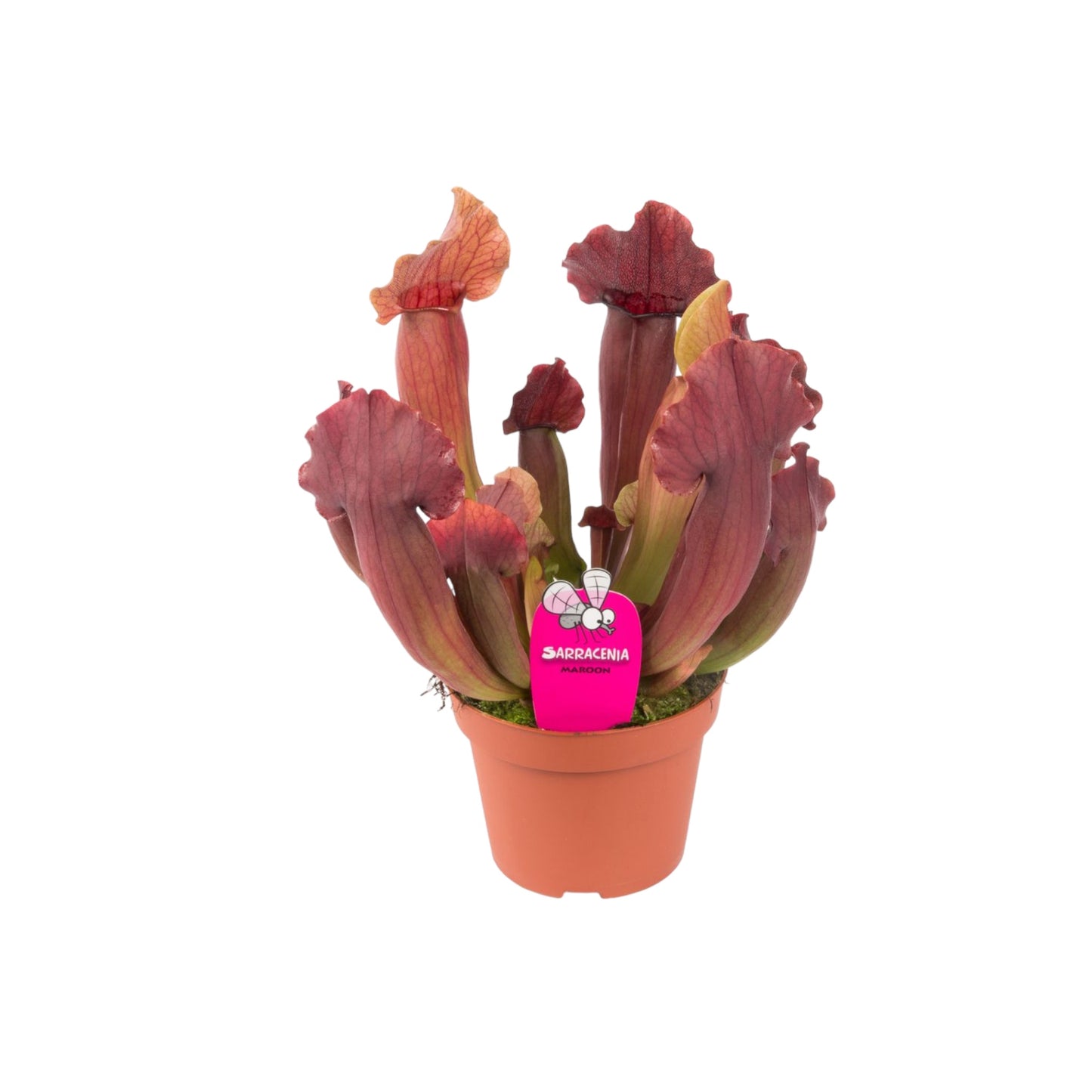 Carnivorous 12cm Sarracenia Mix