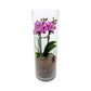 Phalaenopsis Orchid in Glass Terrarium