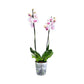 Phalaenopsis 12cm Twin Stem Bi-Colour