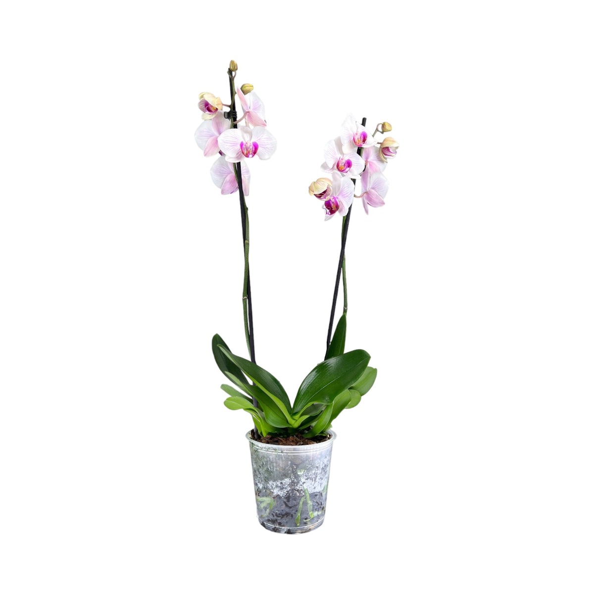 Phalaenopsis 12cm Twin Stem Bi-Colour