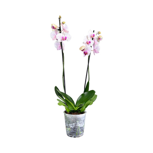 Phalaenopsis 12cm Twin Stem Bi-Colour