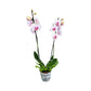 Phalaenopsis 12cm Twin Stem Bi-Colour