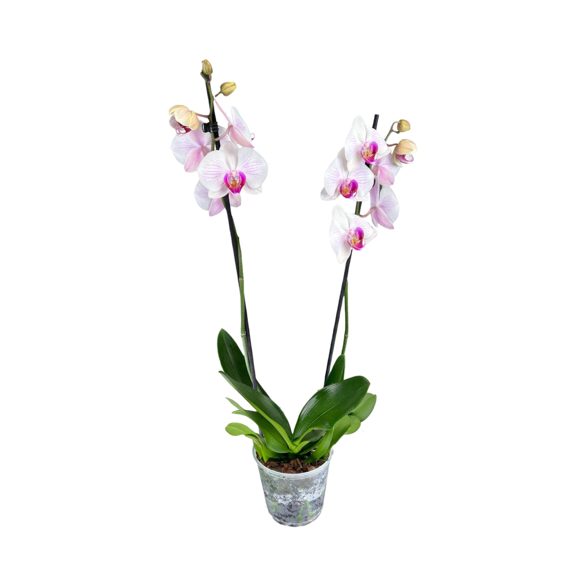 Phalaenopsis 12cm Twin Stem Bi-Colour