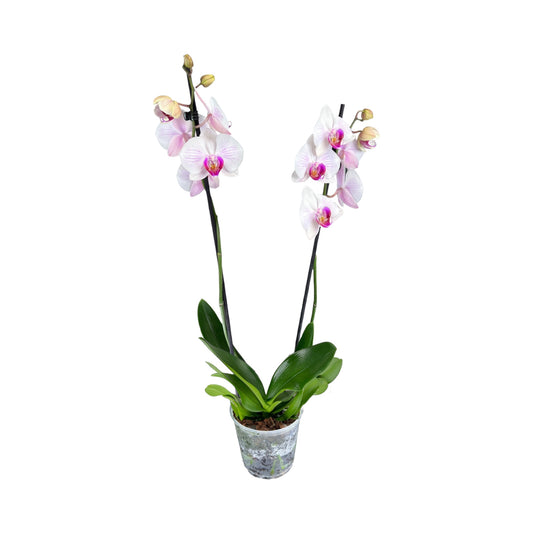 Phalaenopsis 12cm Twin Stem Bi-Colour