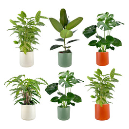 Green Plant 17cm Mix in Cambridge Ceramic