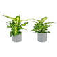 Dieffenbachia 12cm Mix in Cambridge Ceramic