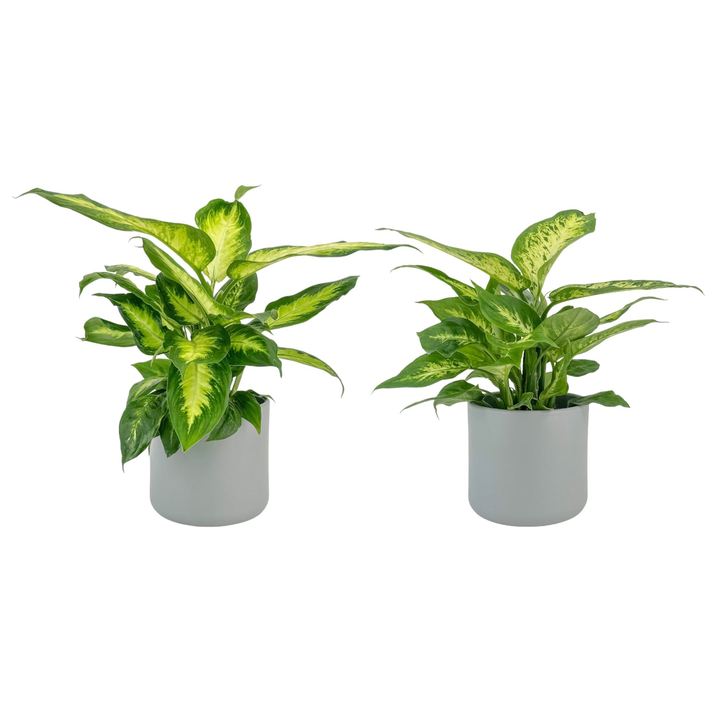 Dieffenbachia 12cm Mix in Cambridge Ceramic