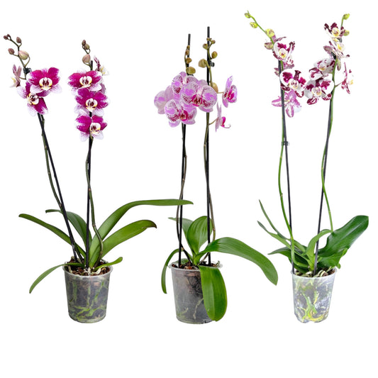 Phalaenopsis 12cm Twin Stem Marrakesh