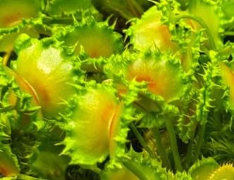 Carnivorous 12cm Dionaea Musciplula 'Zipp' Venus Flytrap - Carnivorous The Horti House
