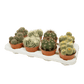 Cacti 12cm Cereus & Bolcactus Mix - Cacti The Horti House
