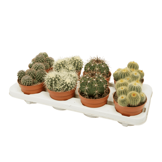 Cacti 12cm Cereus & Bolcactus Mix - Cacti The Horti House