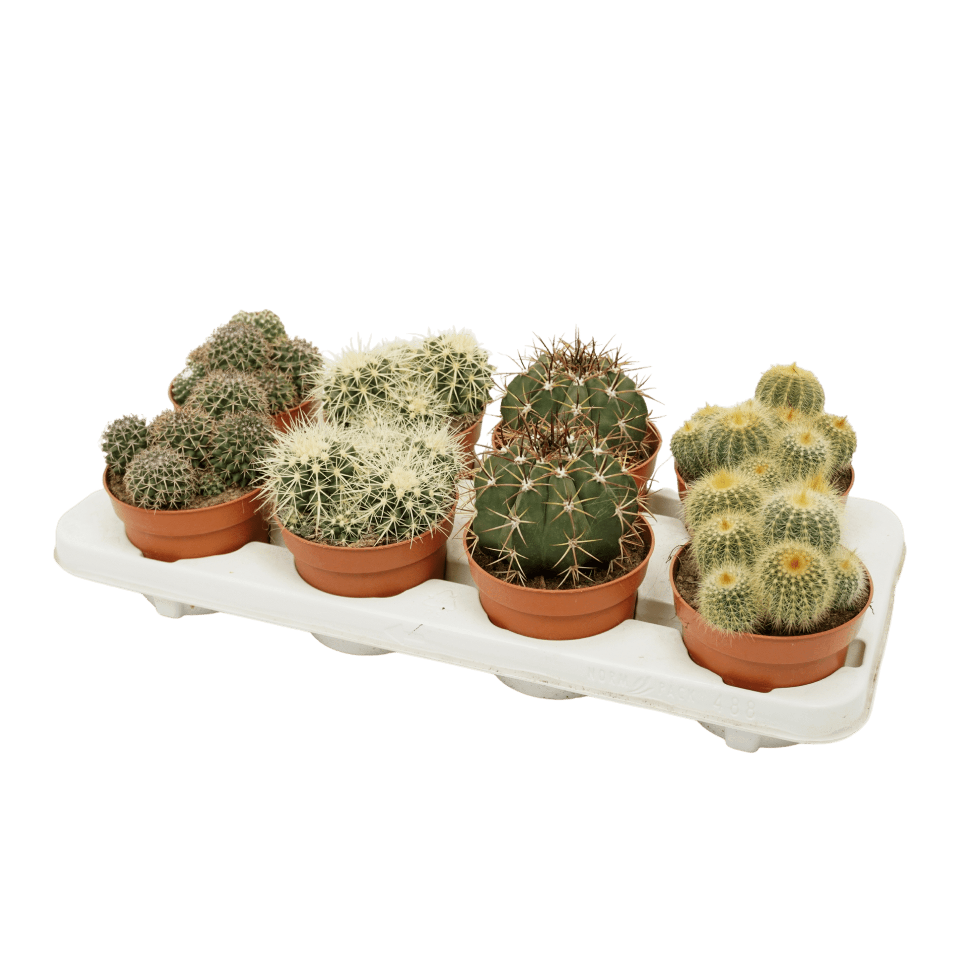 Cacti 12cm Cereus & Bolcactus Mix - Cacti The Horti House
