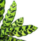 Calathea 12cm Lancifolia - Green Plant The Horti House