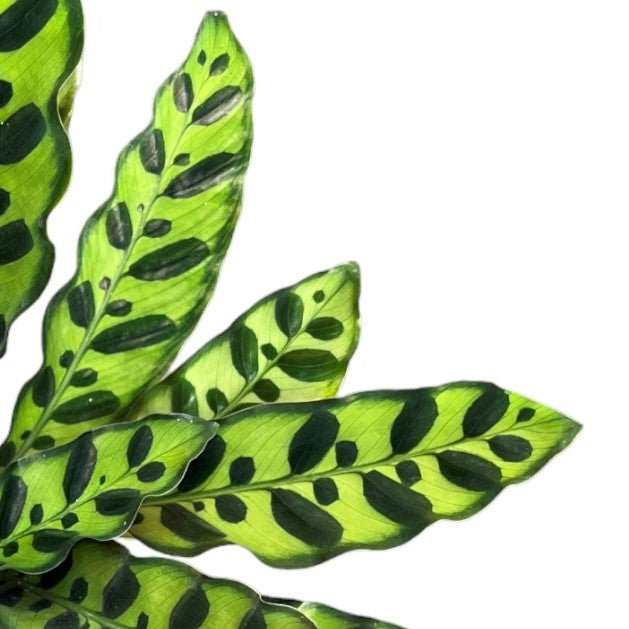Calathea 12cm Lancifolia - Green Plant The Horti House