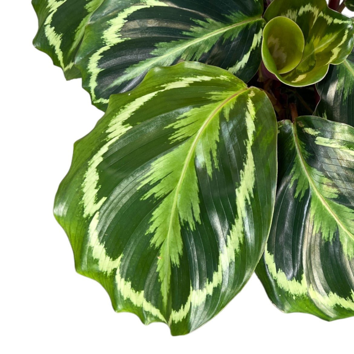 Calathea 12cm Medallion - Green Plant The Horti House
