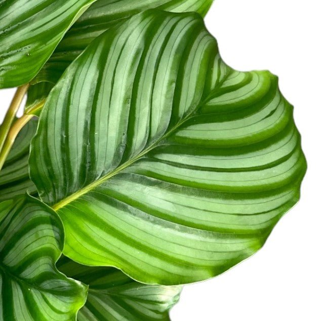 Calathea 12cm Orbifolia - Green Plant The Horti House