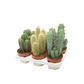 Cacti 12cm Cereus & Bolcactus Mix - Cacti The Horti House