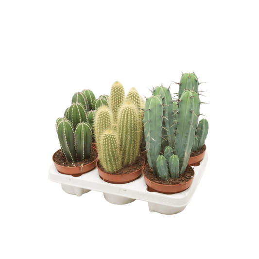 Cacti 12cm Cereus & Bolcactus Mix - Cacti The Horti House