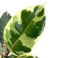 Ficus Elastica 12cm Tineke in Ceramic - Green Plant The Horti House