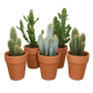 Cacti 17cm Cereus Mix - in Terracotta - Cacti The Horti House
