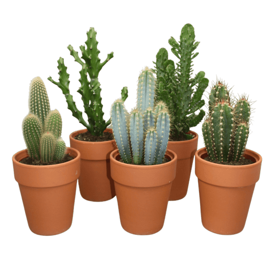 Cacti 17cm Cereus Mix - in Terracotta - Cacti The Horti House