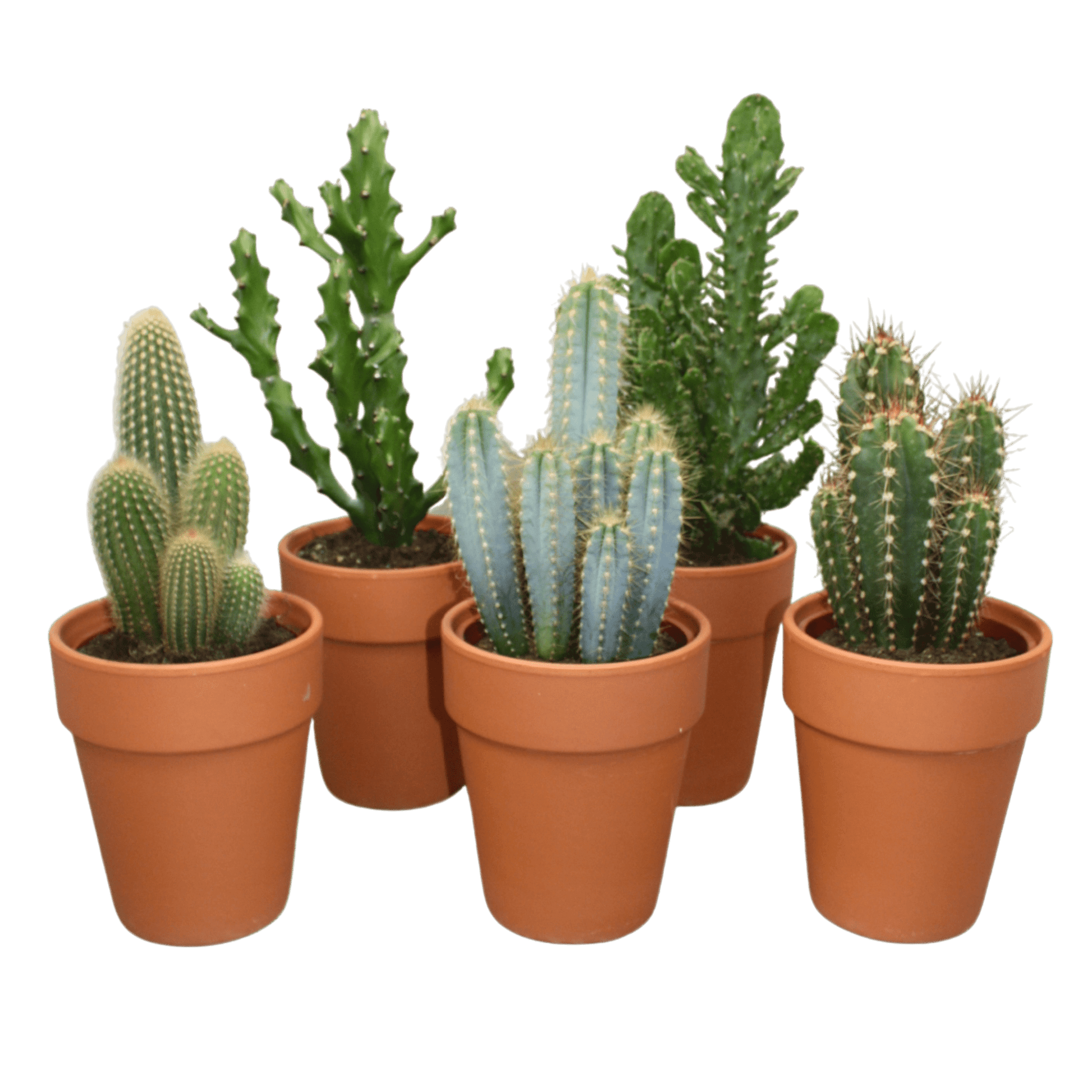 Cacti 17cm Cereus Mix - in Terracotta - Cacti The Horti House