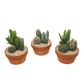 Cacti 17cm Premium Trio Terracotta Planter - Cacti The Horti House