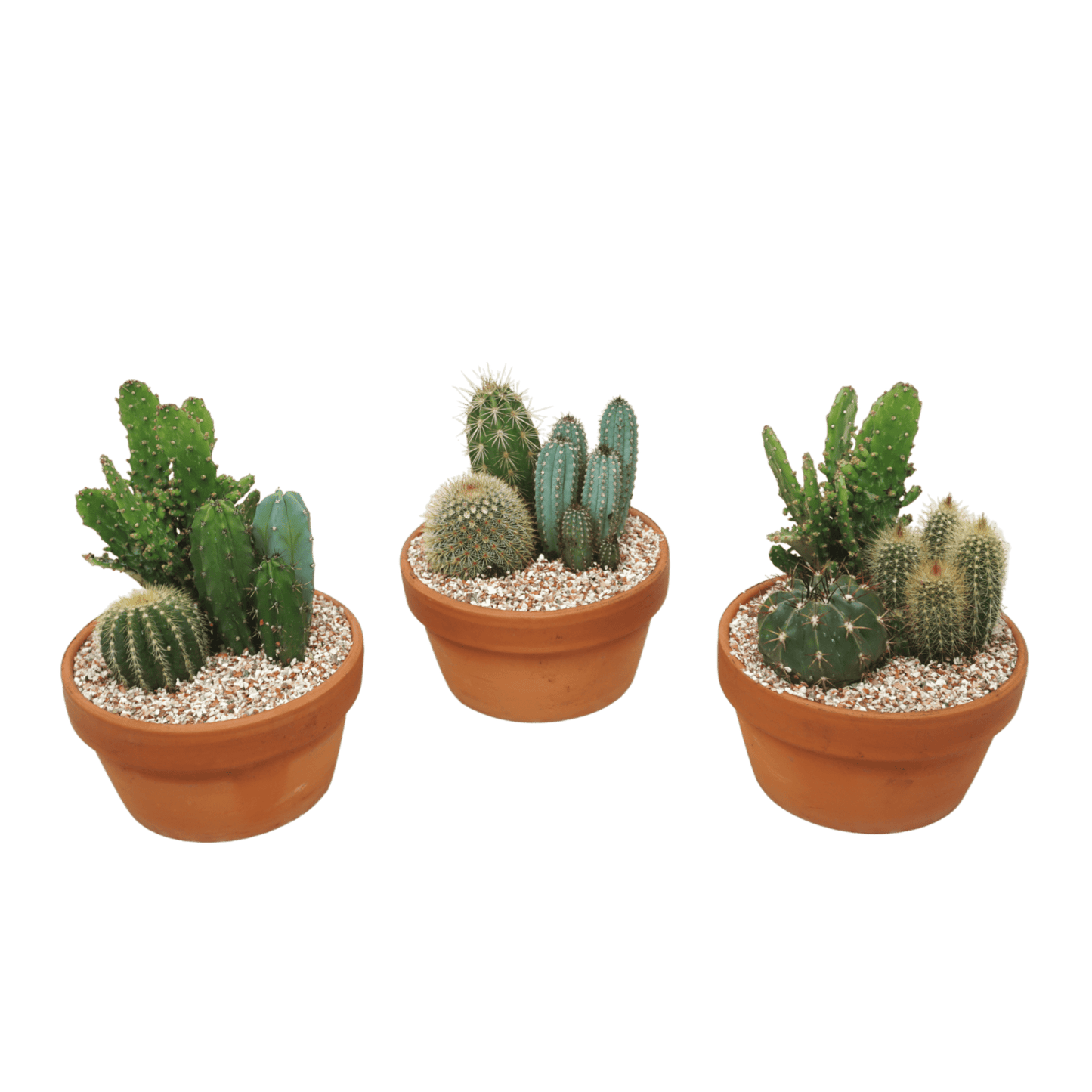 Cacti 17cm Premium Trio Terracotta Planter - Cacti The Horti House
