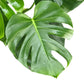 Monstera 17cm Deliciosa - Green Plant The Horti House