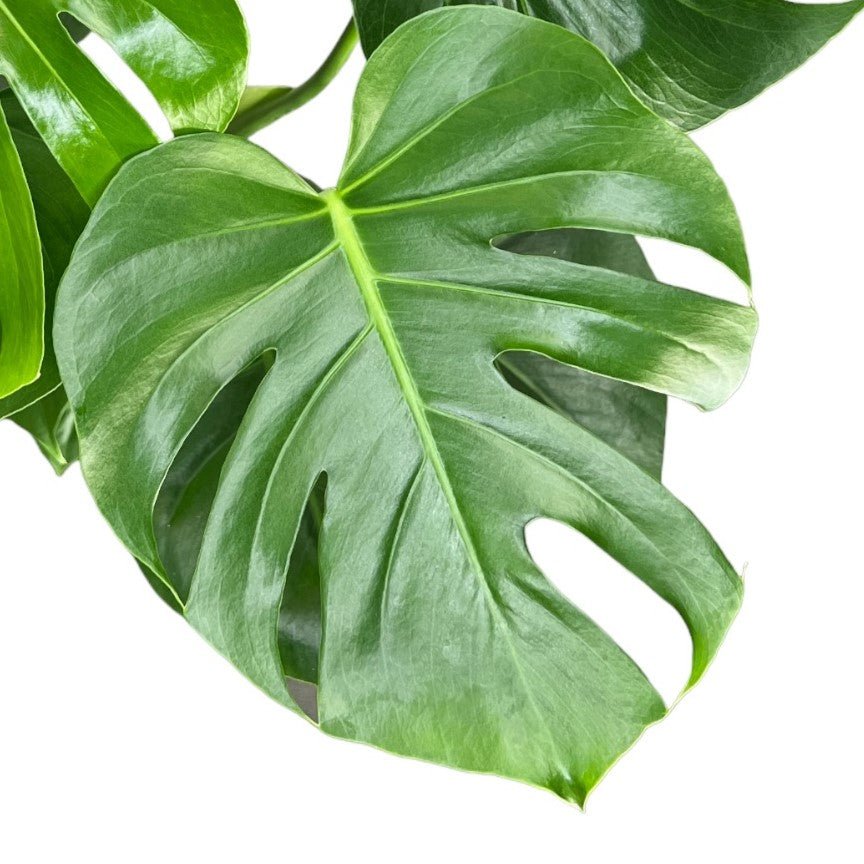Monstera 17cm Deliciosa in Seagrass Basket - Green Plant The Horti House